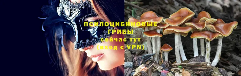 Галлюциногенные грибы MAGIC MUSHROOMS  купить наркоту  Железногорск-Илимский 